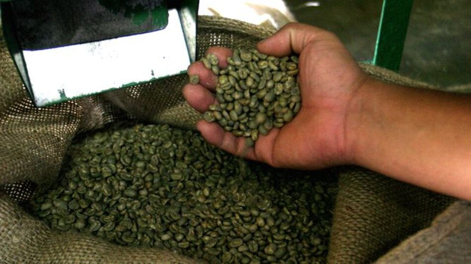 Café panameño cautiva a europeos