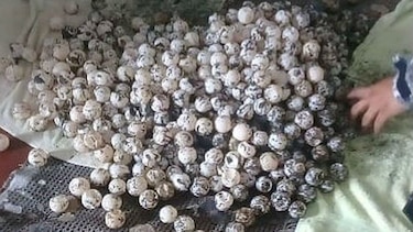 Decomisan unos 4 mil 500 huevos de tortugas en Los Santos