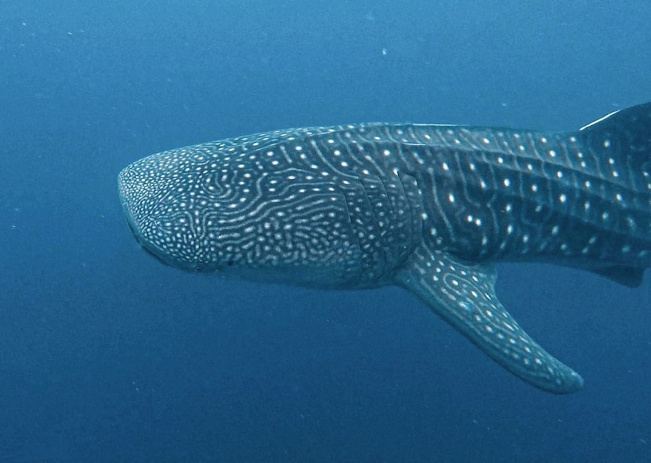 Ancestros de los tiburones ballena en Panamá podrían provenir de aguas lejanas