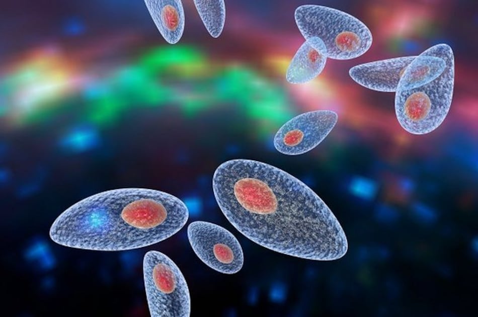 Hoy se brindará simposio sobre la toxoplasmosis