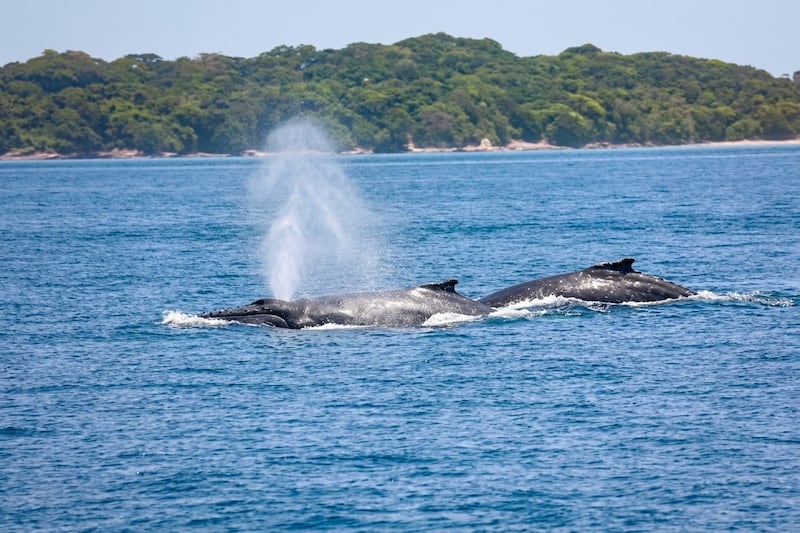 A la espera de las ballenas: un encuentro con la naturaleza en el Pacífico panameño