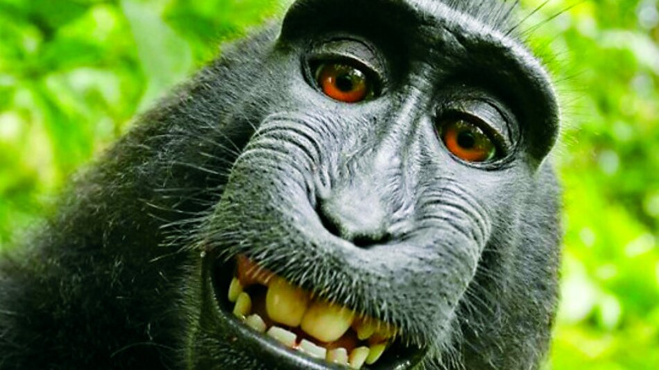 ‘Naruto’ pierde derecho de autor