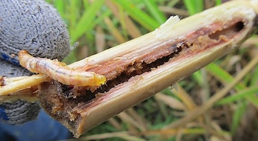 Ante el incremento de infestación del gusano barrenador en humanos, el Minsa pide lavar bien las heridas