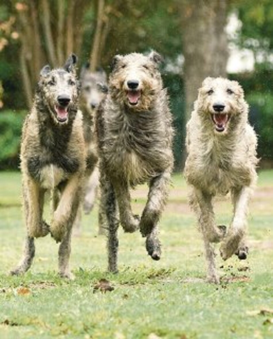 El perro más grande