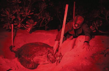 Saqueador de nidos es ahora el ‘padrino’ de las tortugas