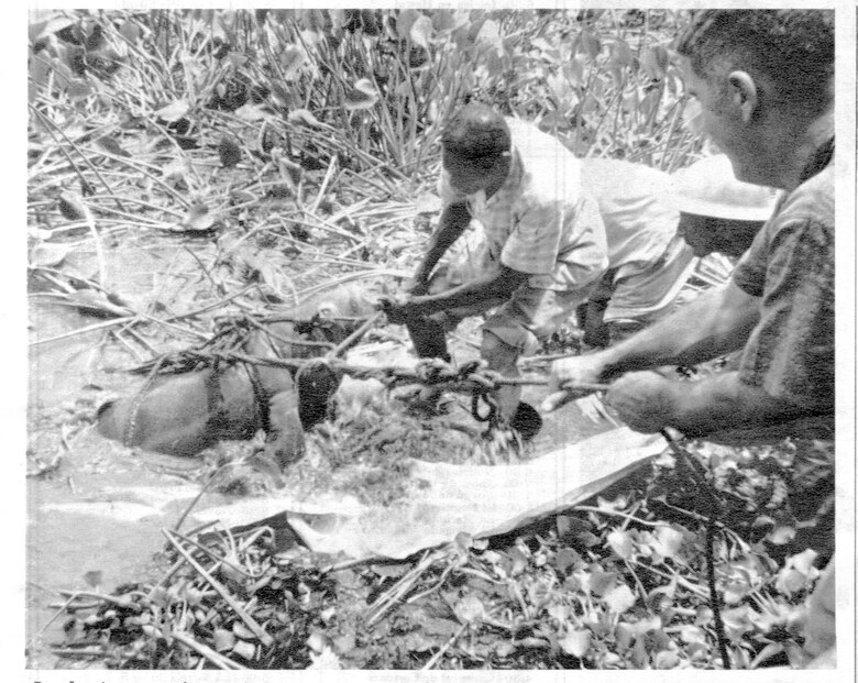 ¿Los manatíes antillanos han cruzado el océano Pacífico?