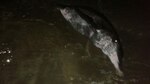 Rescatan a delfines en playa de Los Santos