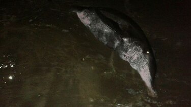 Rescatan a delfines en playa de Los Santos