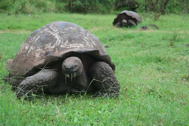 Desechos plásticos afectan a tortugas gigantes en Galápagos