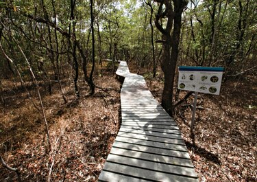 El mundo del Smithsonian en su pantalla