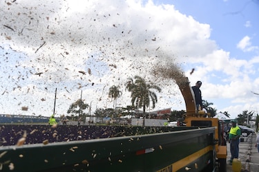 Recolección de árboles navideños: conoce los puntos habilitados por la AAUD