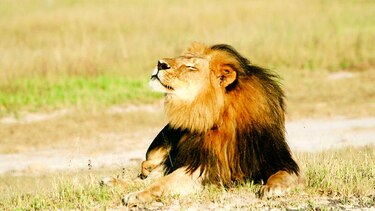 Palmer habla sobre el león Cecil