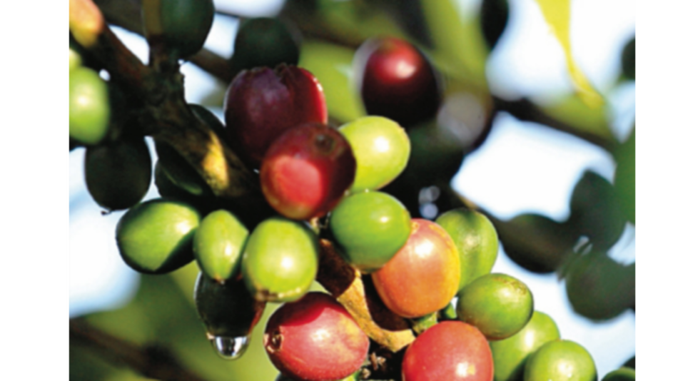 Café especial panameño, a la conquista de Japón