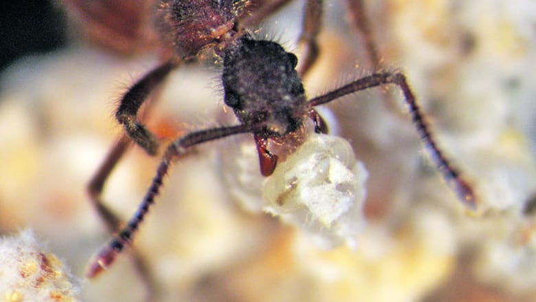 Moscas que comen hormigas