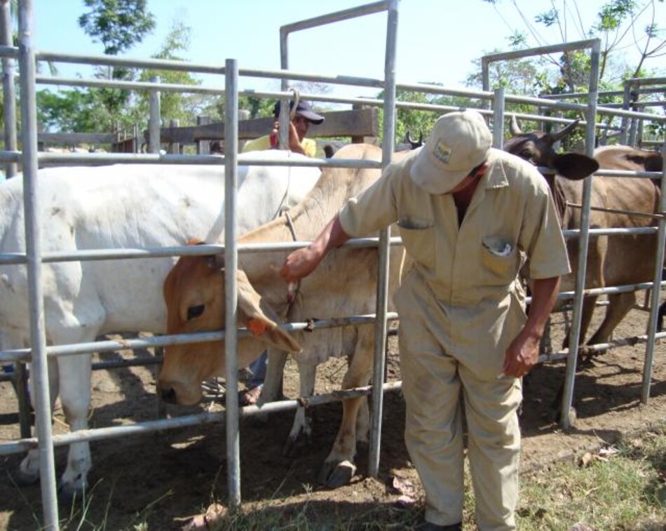 Ganaderos piden mantener restricciones a Costa Rica por riesgo de brucelosis