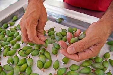 Mariposas de Costa Rica, primer exportador mundial, abren alas en Dubái, Europa y Estados Unidos