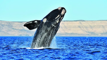 Más ballenas  en la   costa atlántica Argentina