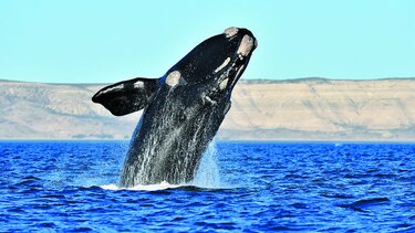 Más ballenas en la costa atlántica Argentina