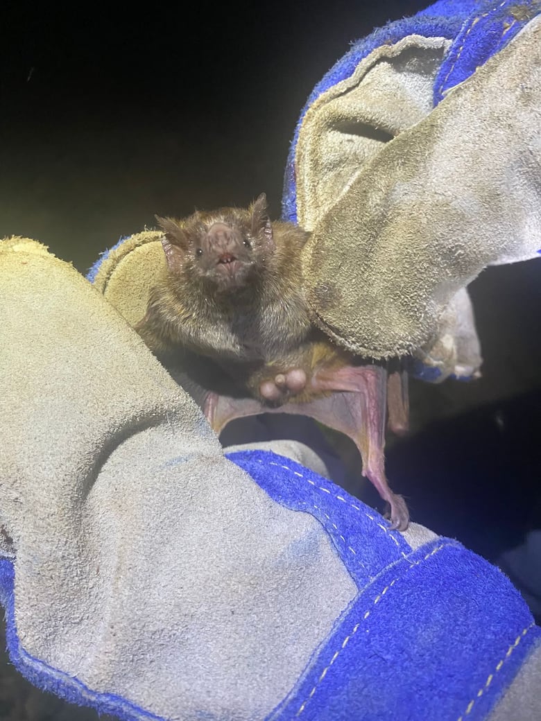 Detectan caso de rabia silvestre en Los Santos: ¿qué es y cómo se combate?