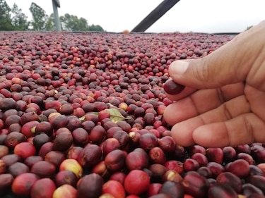 Café geisha de Tierras Altas se subasta en un récord de $10,005 el kilo