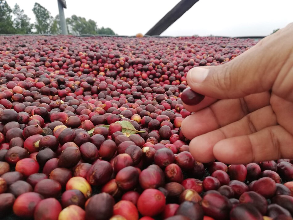 Café geisha de Tierras Altas se subasta en un récord de $10,005 el kilo