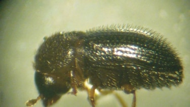 Descubren hongo que podría controlar a la broca del café