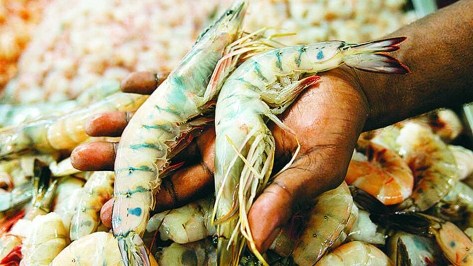 Crece importación de camarón en EU