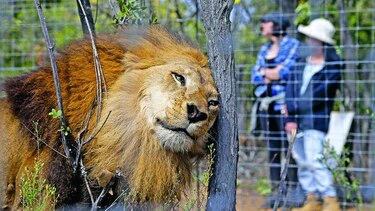 Leones son liberados