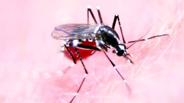 El mosquito ‘amigable’ de Oxitec ha sido efectivo
