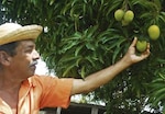 Mango, nueva fruta exportable