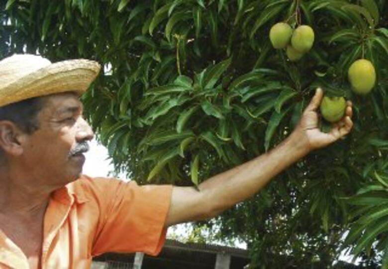 Mango, nueva fruta exportable