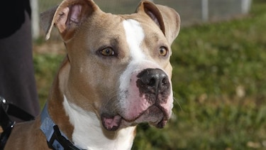 Proyecto de ley que regularía tenencia de 'perros peligrosos' genera polémica