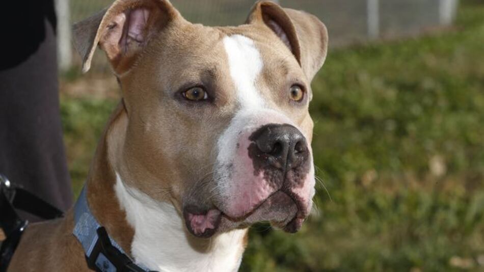 Proyecto de ley que regularía tenencia de 'perros peligrosos' genera polémica