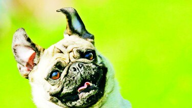 Perros, víctimas de las bandas