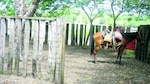 Maravillas en el golfo de Chiriquí