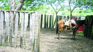 Maravillas en el golfo de Chiriquí