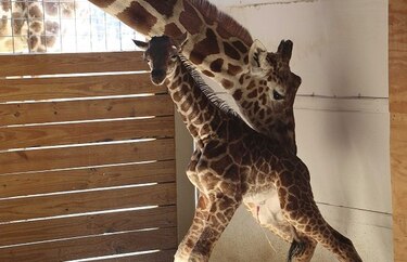 Un millón de personas ven por internet el nacimiento de una jirafa