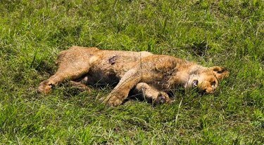 Hallan 11 leones muertos en un parque nacional de Uganda