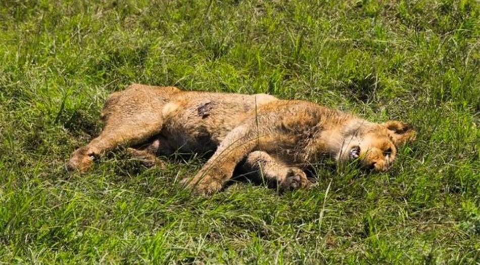 Hallan 11 leones muertos en un parque nacional de Uganda