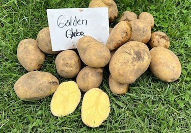 Productores panameños apostarán por una nueva variedad de papa