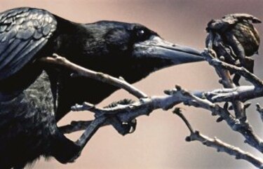 Fábula podría ser verdad