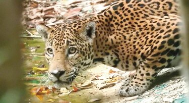 Animales reaparecen en una reserva por falta de visitantes