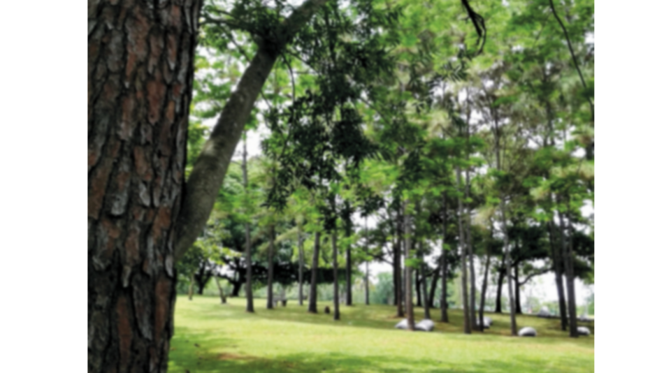 Se inician mejoras en el parque Omar