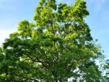La solución forestal a la Caja de Seguro Social