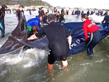 Ballenas quedan varadas en playa de Sudáfrica