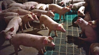 Productores brasileños ganan con peste porcina