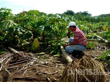 Intensas lluvias causan la pérdida de 70 mil papayas en Los Santos
