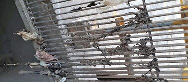 Basura afecta saneamiento de la bahía y la ciudad de Panamá