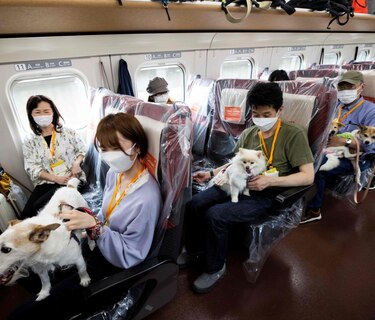 Perros viajan en vagón de tren bala en Japón
