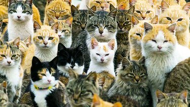 Gatos para atraer visitas